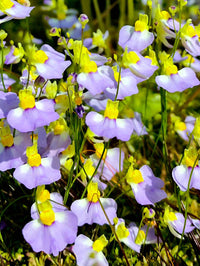 Violett Utricularia Blumensamen zur Aussaat – Enhance Garten einzigartig Blüten