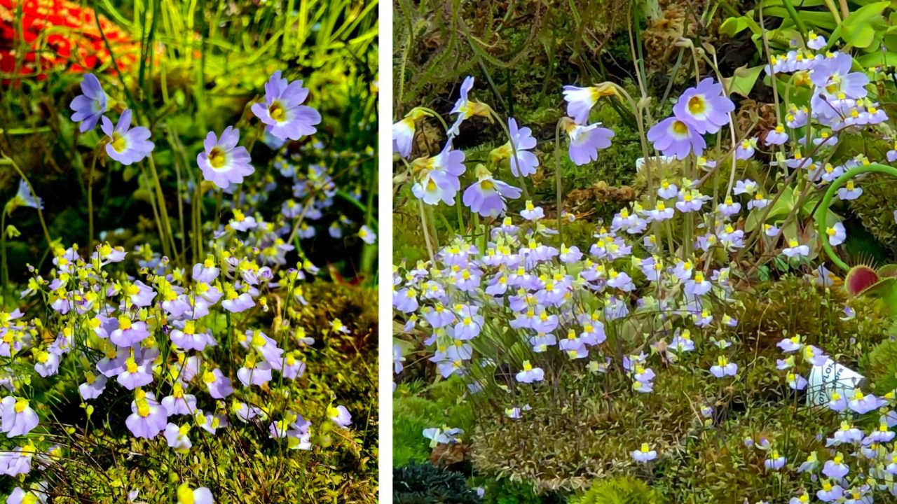 Blau Bladderwort Blumensamen zur Aussaat – pflegeleicht – Traditionssorte & ohne Gentechnik Samen Hausgarten