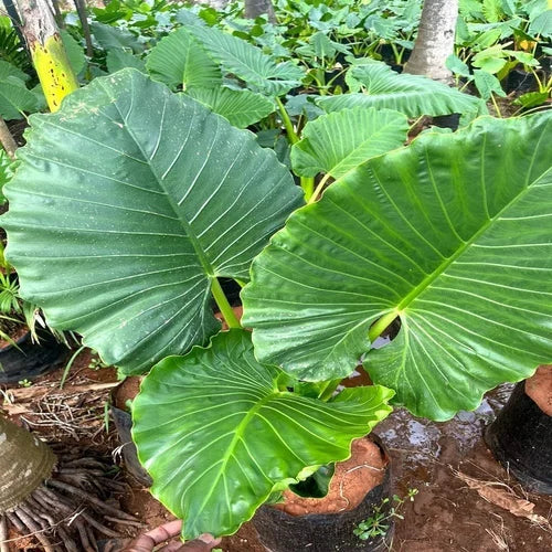 Grün riesig Elephant Ear Blumensamen zur Aussaat duftend Blüten Traditionssorte & ohne Gentechnik Samen Hausgarten