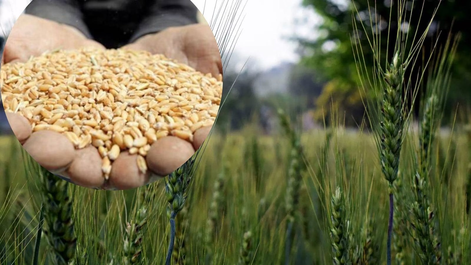 kaufen green wheat pflanze samen pflanzung guide Stück, 100 Stück