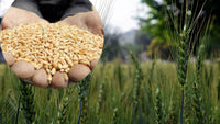 kaufen green wheat pflanze samen pflanzung guide Stück, 100 Stück