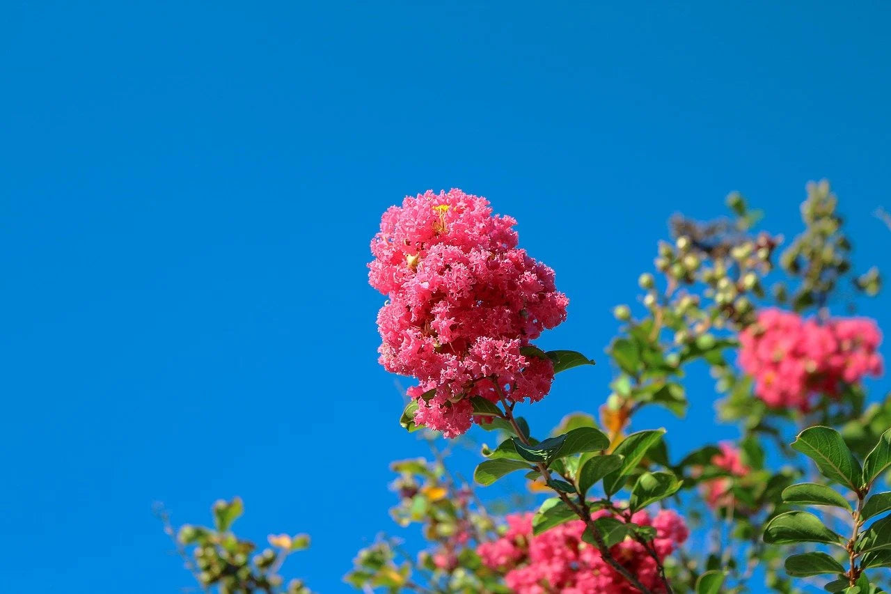Crape Myrtle Blumensamen zur Aussaat Schnitt Blume beliebt Traditionssorte & ohne Gentechnik Samen Hausgarten