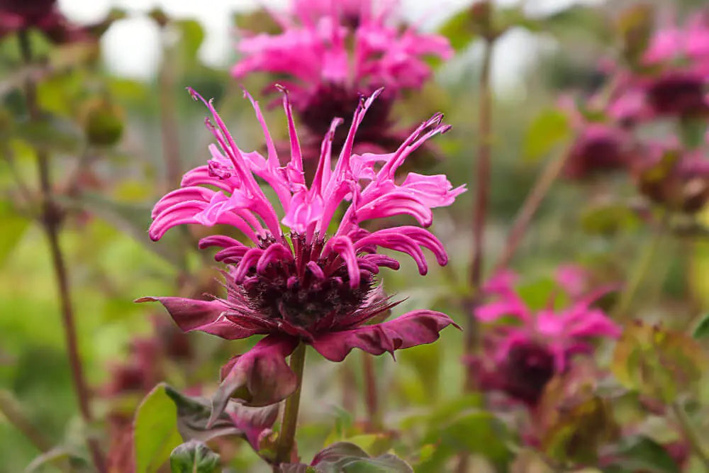 Rot Bergamot Monarda Blumensamen zur Aussaat saisonal Dauerblüher Traditionssorte & ohne Gentechnik Samen Hausgarten