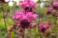 Rot Bergamot Monarda Blumensamen zur Aussaat saisonal Dauerblüher Traditionssorte & ohne Gentechnik Samen Hausgarten