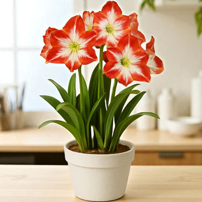 Ritterstern Blumensamen zur Aussaat – farbenfroh Schau – Traditionssorte & ohne Gentechnik Samen Hausgarten