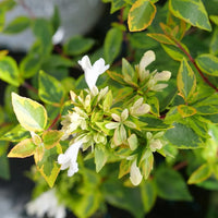 Weiß abelia samen for anpflanzung – premium non-gmo blume samen
