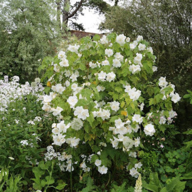 Weiß abutilon blumen in garten display