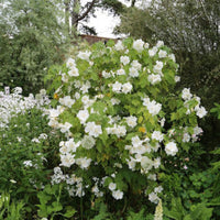 Weiß abutilon blumen in garten display