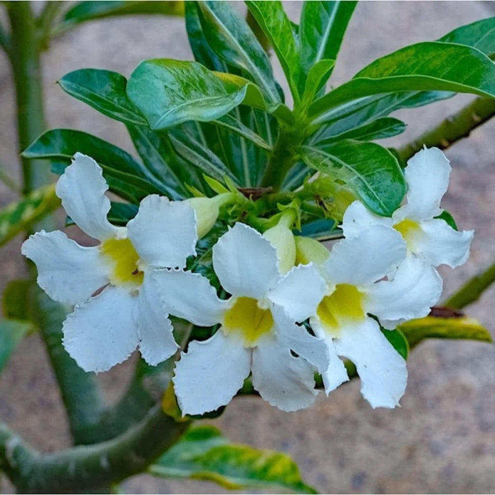 Weiß adenium blumen wachsend in töpfen, creating a charming decorative garten display.