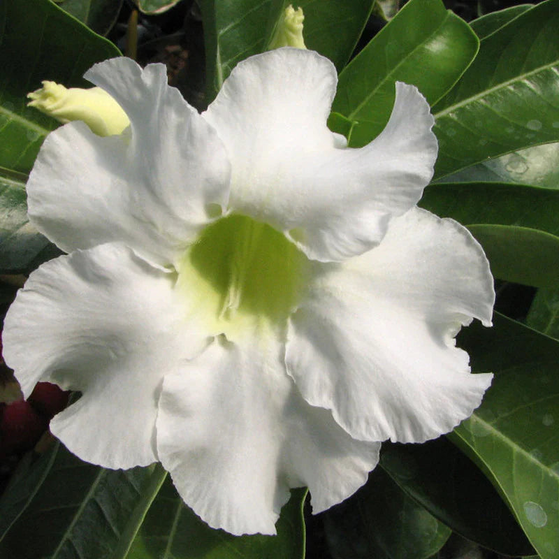 Close-up of weiß adenium blume samen showing texture and premium quality for anpflanzung.