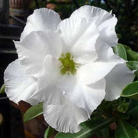 Weiß adenium obesum blume samen for anpflanzung