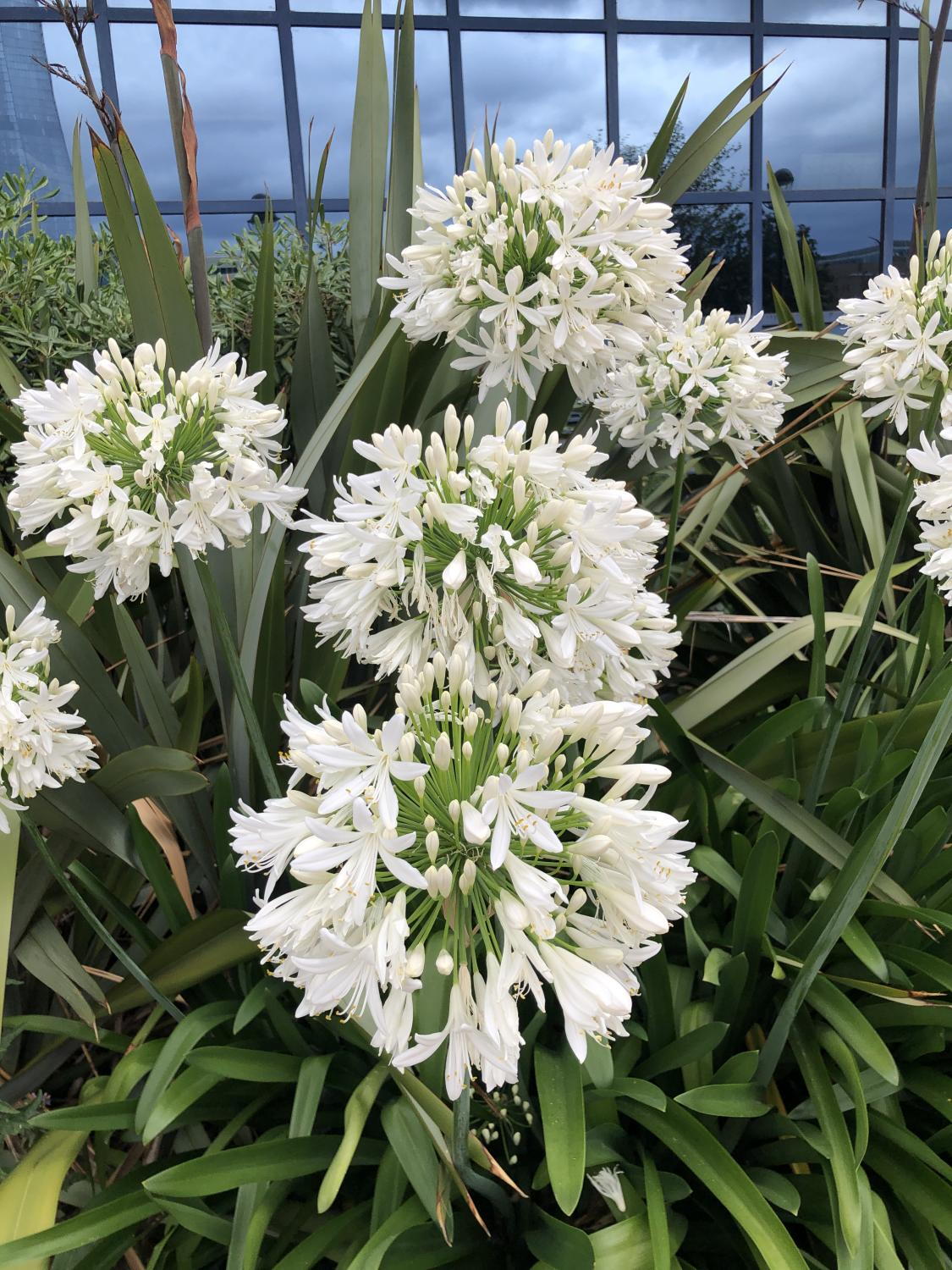 Agapanthus Africanus Blumensamen zur Aussaat kompakt Wuchs Traditionssorte & ohne Gentechnik Samen Hausgarten