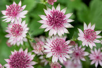 Weiß and rosa astrantia blooms for elegant garten anpflanzung