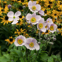 Weiß anemone pulsatilla samen for anpflanzung