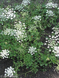 White Anise Kraut with licorice-flavored Samen