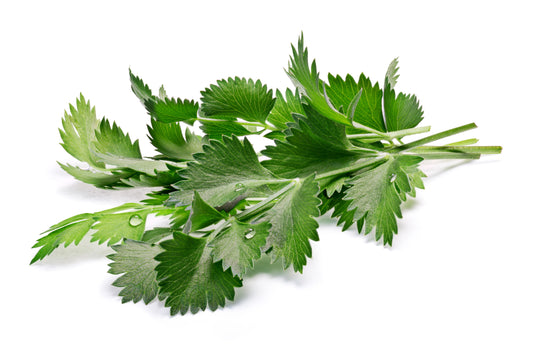 White Anise Pflanze with small white Blumen and aromatic foliage