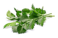White Anise Pflanze with small white Blumen and aromatic foliage