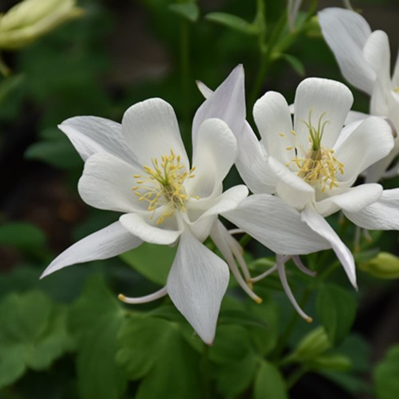 Weiß aquilegia blume samen for anpflanzung