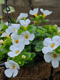 Bacopa Blumensamen zur Aussaat – duftend Blüten – Traditionssorte & ohne Gentechnik Samen Hausgarten
