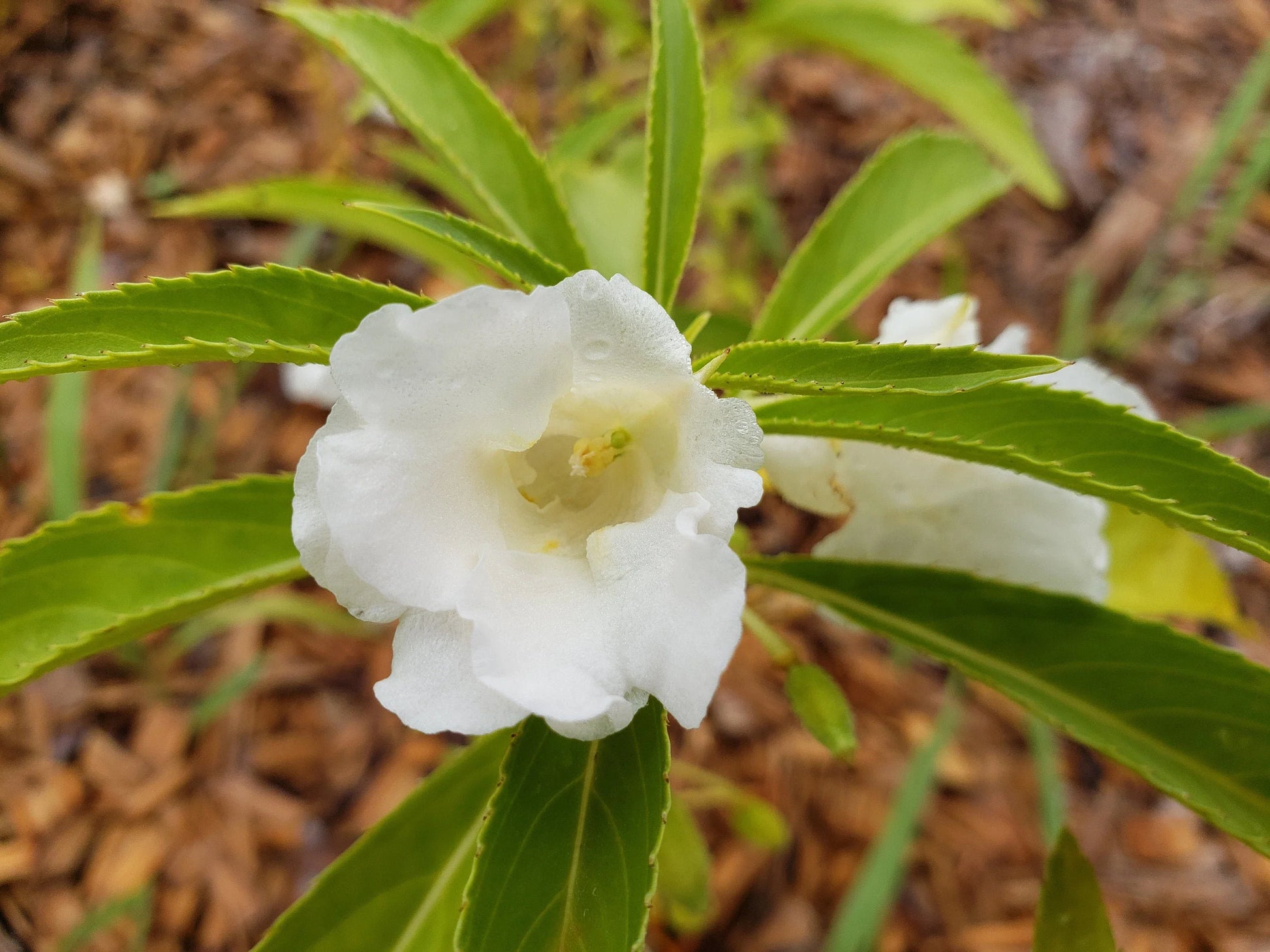 Weiß balsam blume samen for anpflanzung