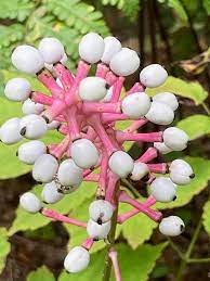 Doll’s Eyes White Baneberry Pflanze Anbau in shaded woodland