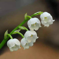 Weiß bell orchid samen for anpflanzung