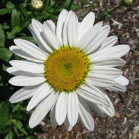 Weiß bellis perennis blume samen