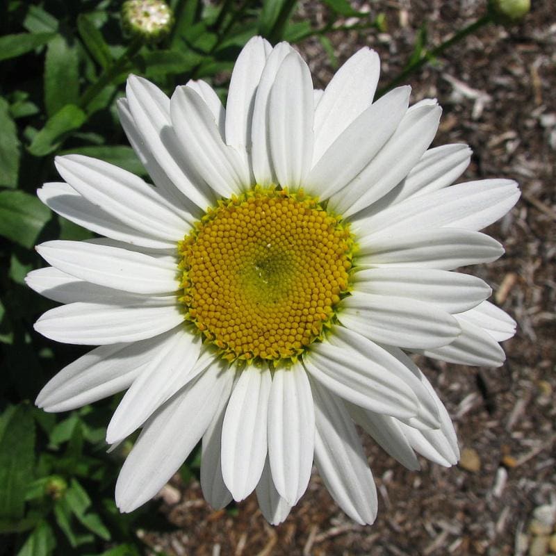 Weiß bellis perennis blume samen