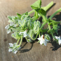 White Borage Pflanze blooming with pure white Blumen