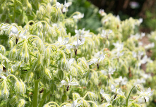 Packet of White Borage Samen for Aussaat