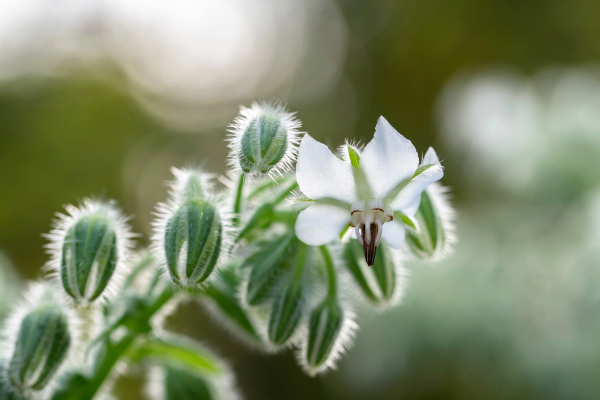 White Borage Samen sprouting into seedlings