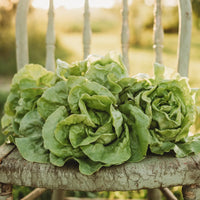 Butterhead lettuce samen für crisp greens aussaat gemüse samen