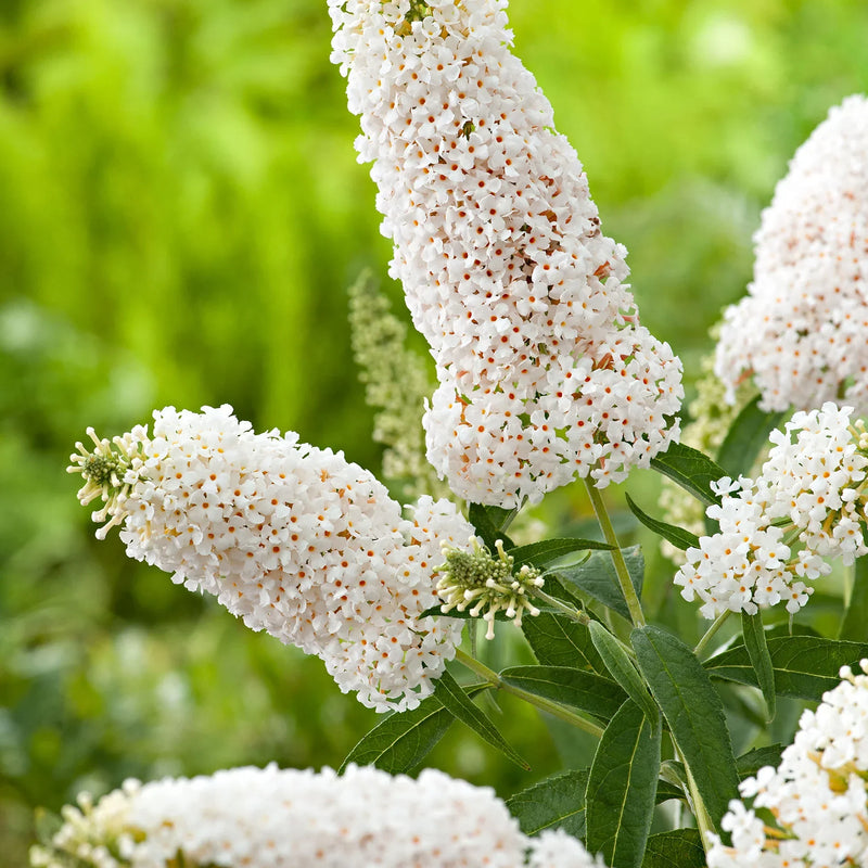 Weiß buddleia blume samen for anpflanzung