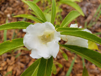 Weiß balsam camellia blume bed