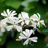 Weiß catchfly samen for anpflanzung – non-gmo blume samen