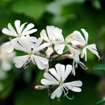 Weiß catchfly samen for anpflanzung – non-gmo blume samen