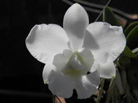 Weiß cattleya blume samen for anpflanzung elegant blossoms