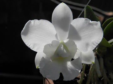 Weiß cattleya blume samen for anpflanzung elegant blossoms