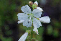 Weiß checkermallow blumen in garten border