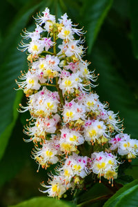 Horse Chestnut Blumensamen zur Aussaat kompakt Wuchs Traditionssorte & ohne Gentechnik Samen Hausgarten