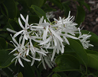 Weiß chionanthus retusus tree samen for anpflanzung