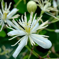 Weiß clametis gourian blume samen