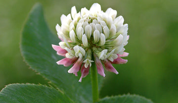 Weiß Clover Samen zur Aussaat: hochwertige Blume Kollektion
