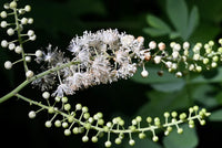 Close-up of weiß cohosh blumen and foliage