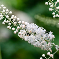 Weiß cohosh pflanzen wachsend in a shaded woodland garten