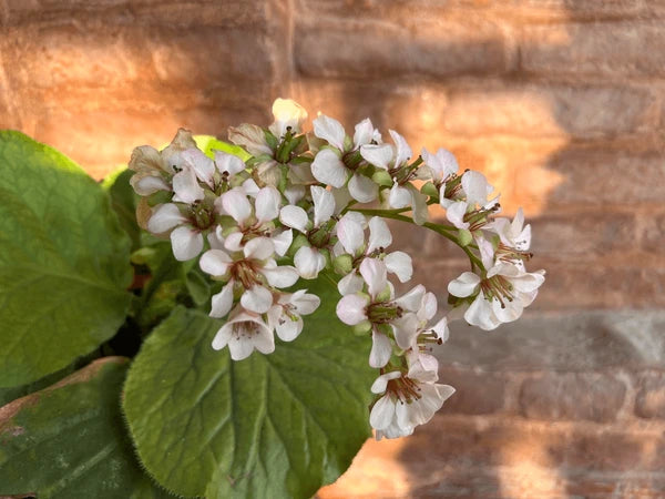 Bressingham Blumensamen zur Aussaat – robust Sorte – Traditionssorte & ohne Gentechnik Samen Hausgarten