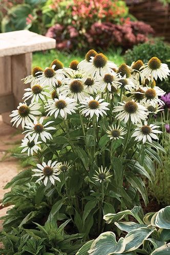 Mature White Coneflower Pflanzen in Full Bloom