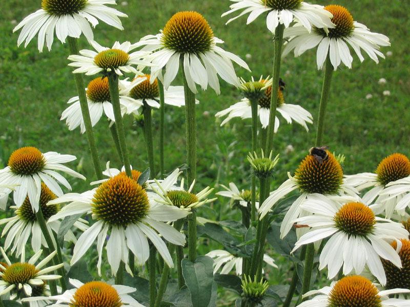 White Coneflower Seedlings Sprouting in Garten Soil