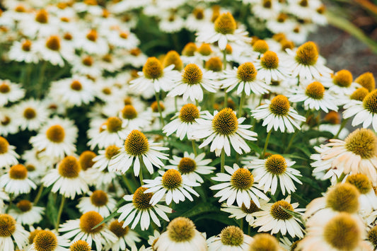 White Coneflower Echinacea Purpurea gentechnikfrei Samen for Aussaat