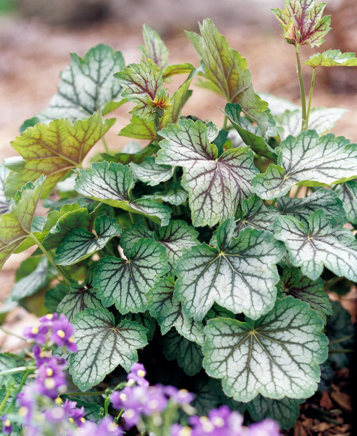 Weiß coral bells pflanze samen for easy anpflanzung